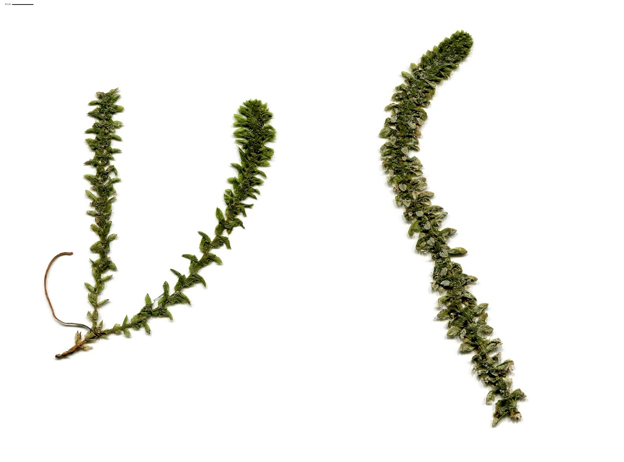 Elodea canadensis (Hydrocharitaceae)